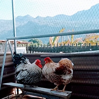 Home Ornamental Plant's & Chicken Farm