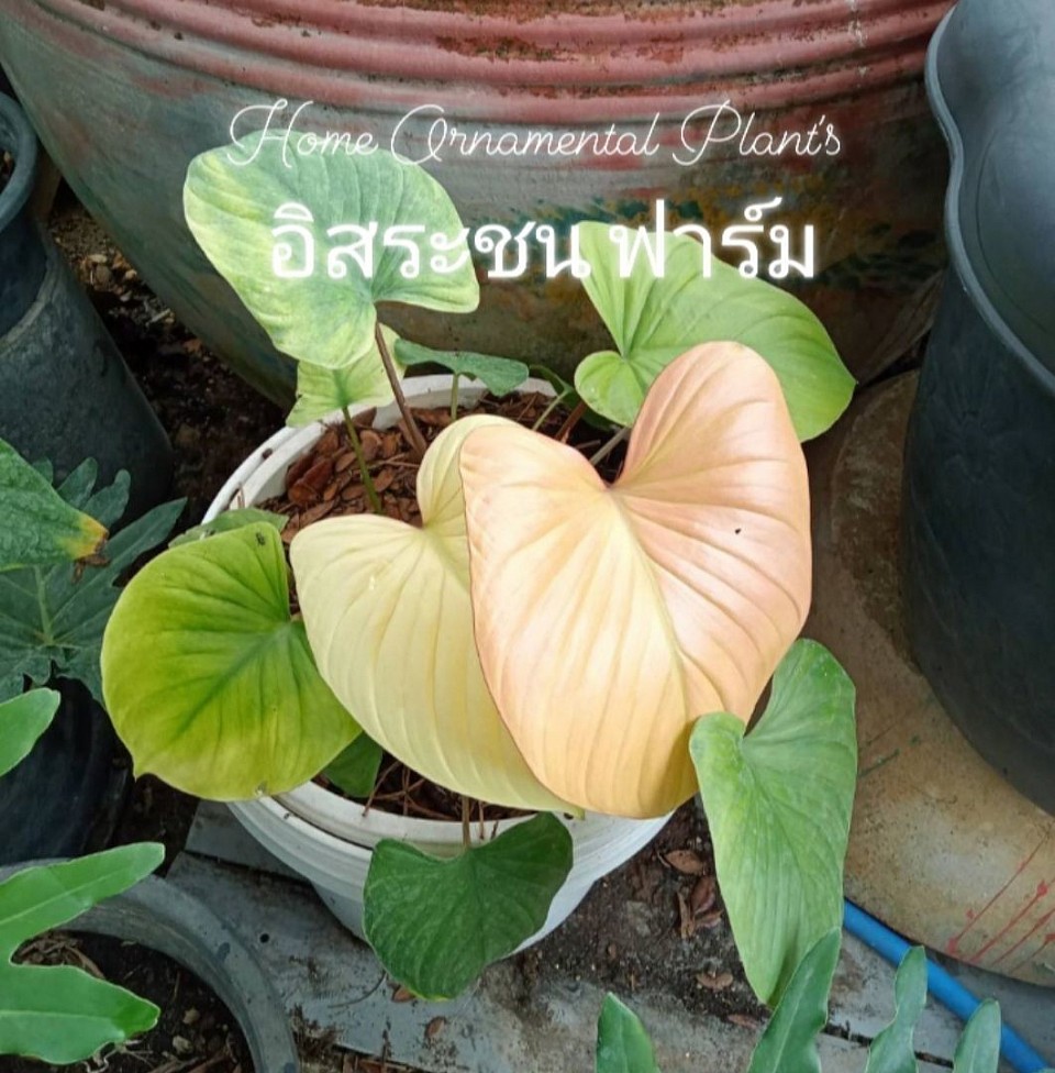 เสน่ห์จันทร์บุษราคัม