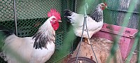 ไก่ไข่สวยงาม >> Light Sussex Chicken