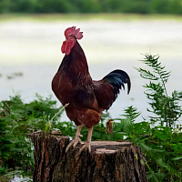 พ่อแม่พันธุ์ไก่ไข่โรดไอส์แลนด์เรด